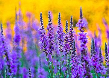 吉田表示《最终幻想14》在任天堂主机上取得进展